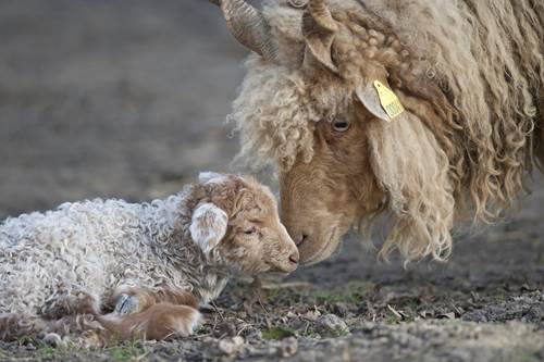 Moutons Racka moutons racka