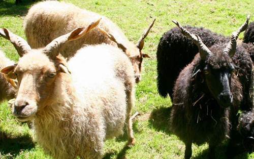 Moutons Racka moutons racka