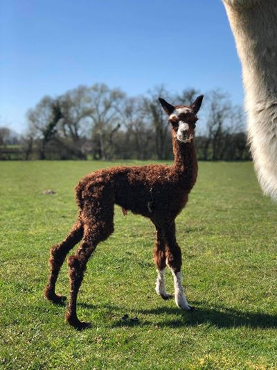 La Biquette Dans La Prairie