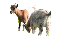 La Biquette Dans La Prairie