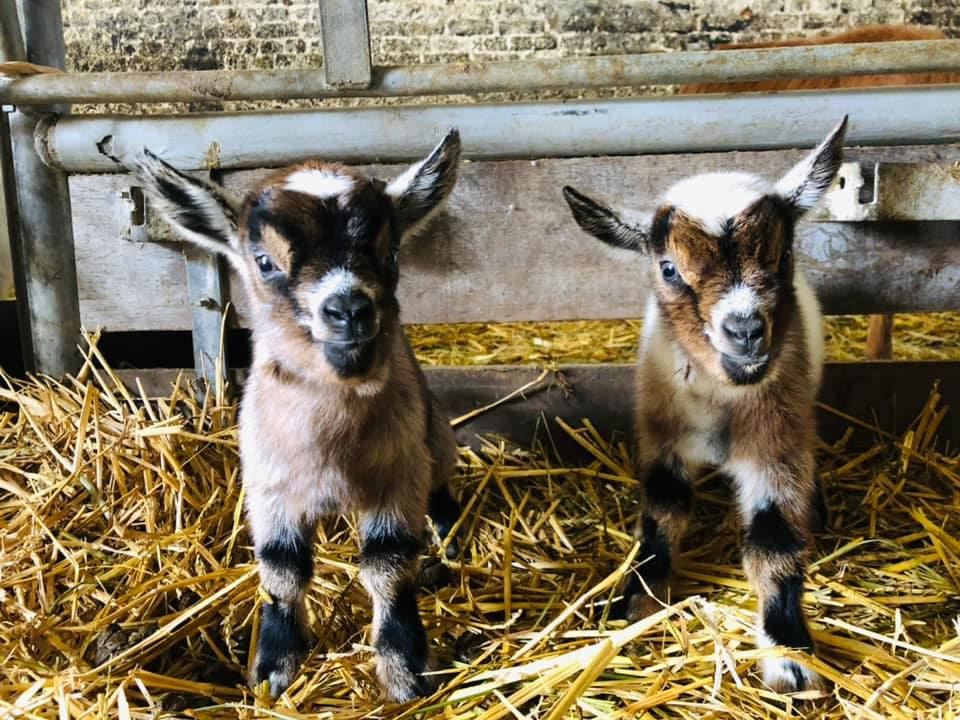 La biquette dans la prairie